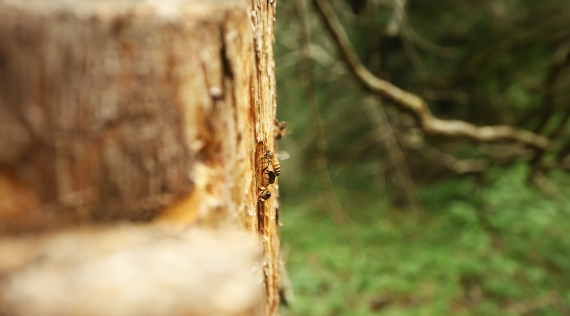 Créer des nichoirs pour les insectes Créer des nichoirs pour les insectes